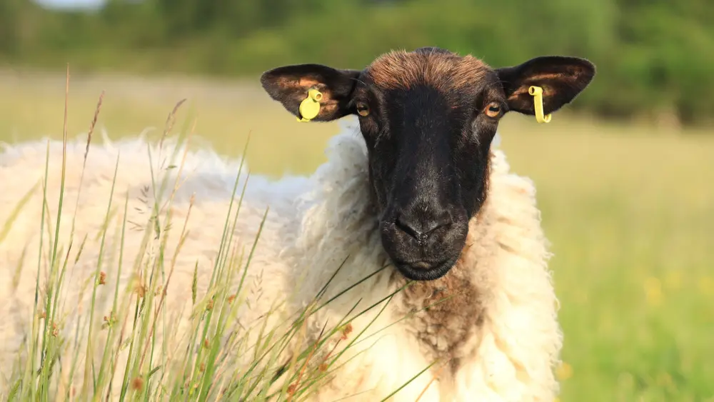 Biozyme sheep 0003 Sheep sheeplookatcamera AS859642475