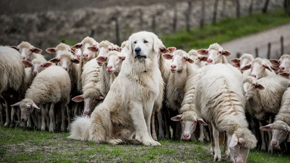 Biozyme sheep 0005 Sheep flockwithguarddog AS215684958