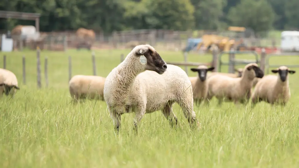 Biozyme sheep 0012 DSC 5727