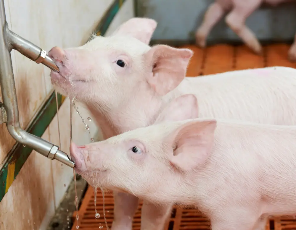 Piggies drinking