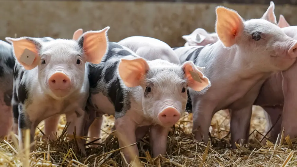 Biozyme swine 0014 Swine pigletsinrow AS202760169