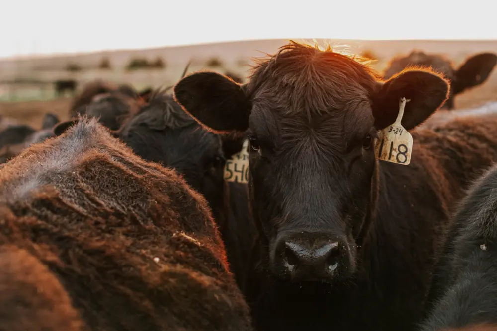 Cattle feedlot cow sunset AS367854898