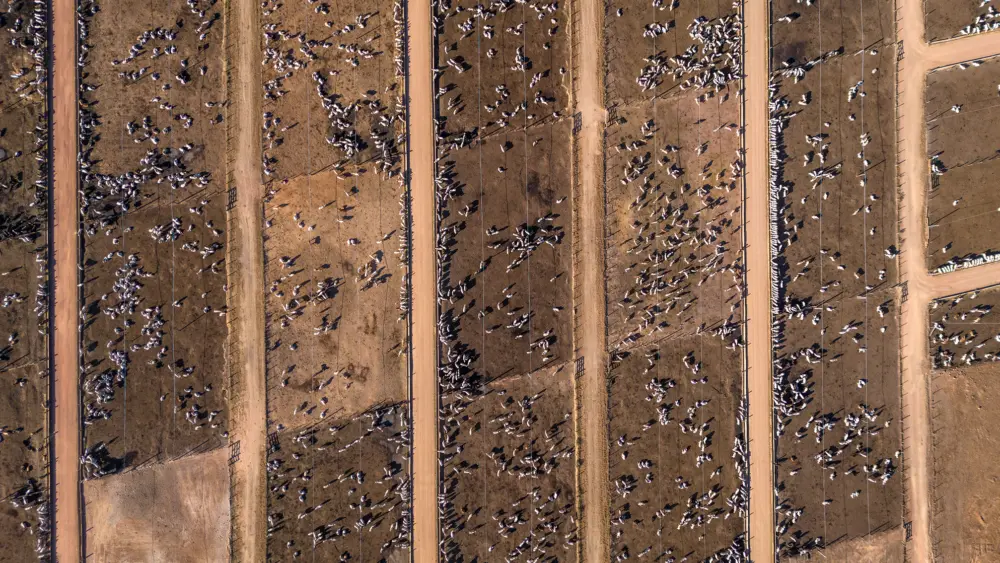 Cattle feedlot aerial AS1683881339