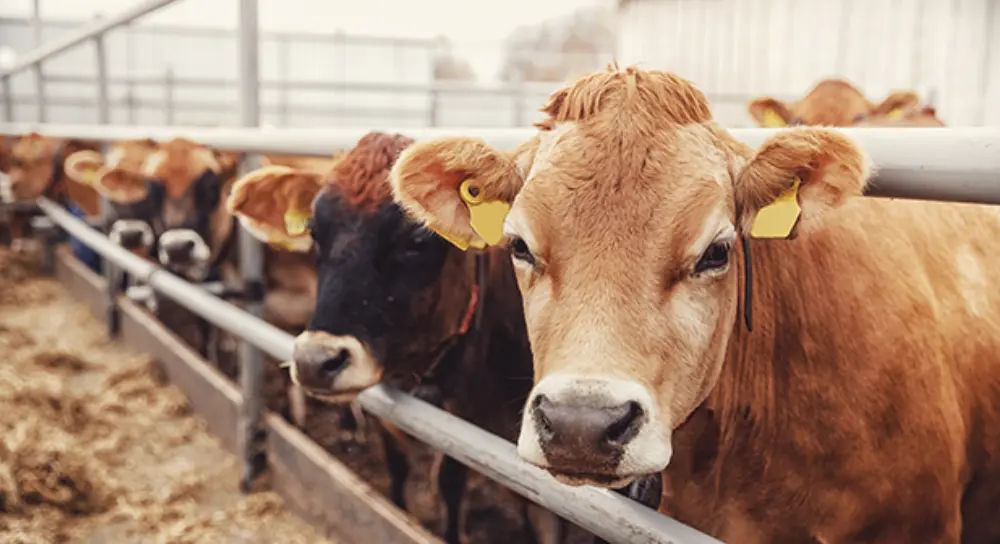 Cattle feedlot cow tan AS391814017 0 3x