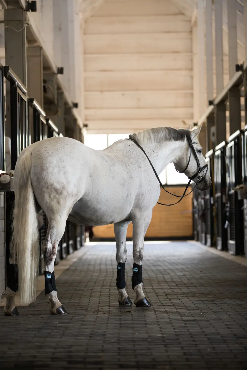Photo english barn dressage horse