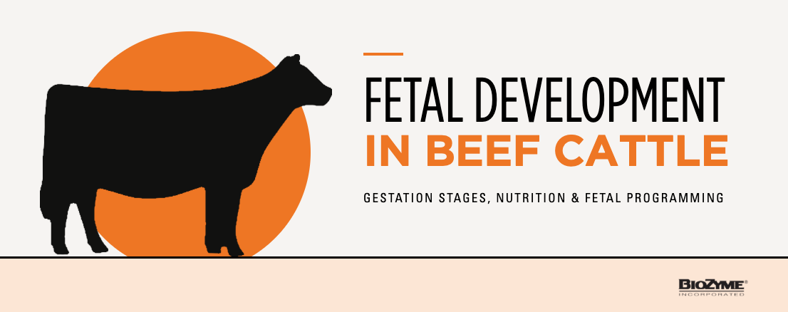 Fetal Development in Beef Cattle: Gestation Stages, Nutrition, and Programming by BioZyme