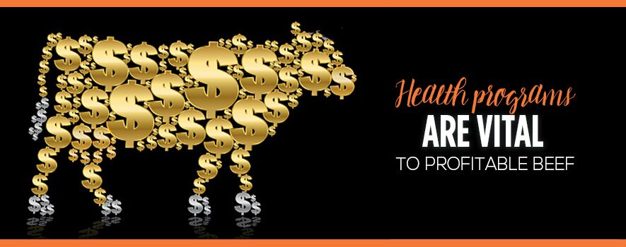 Cattle Health Programs are Vital to Profitability